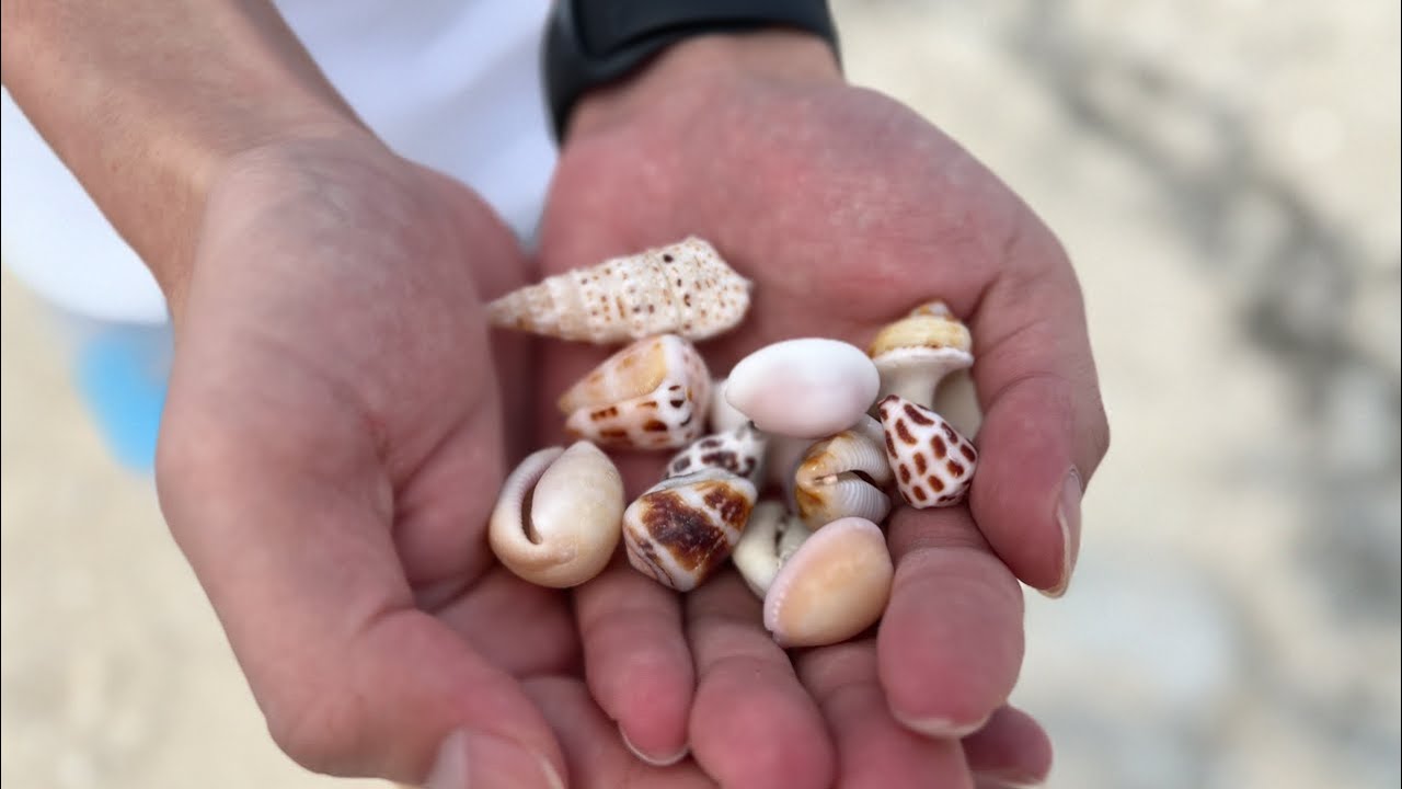 ウニ　貝殻　ミニ　標本　鉱石　ビーチコーミング　シーアーチン 南紀の貝殻 第1弾☝🏻🎀 初めて拾った貝もあって嬉しいー！ でも