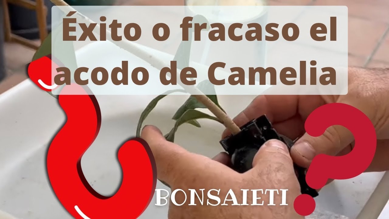 ❗️❓Сюрприз в пре-бонсай КАМЕЛИЯ воздушными отводками 🌳