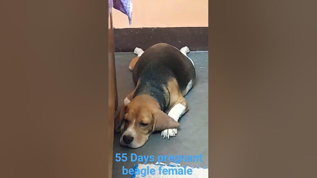 55 Days Pregnant Beagle Female Full On Rest YouTube 55-days-pregnant-beagle-female-full-on-rest-youtube
