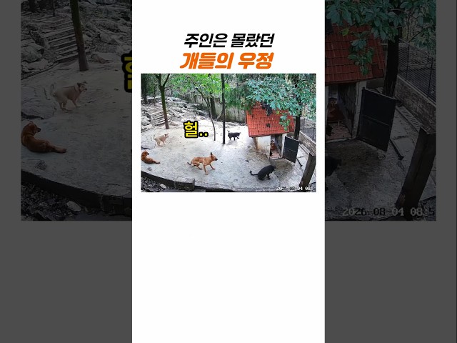 무관심한 줄 알았던 개들의 뜻밖의 행동