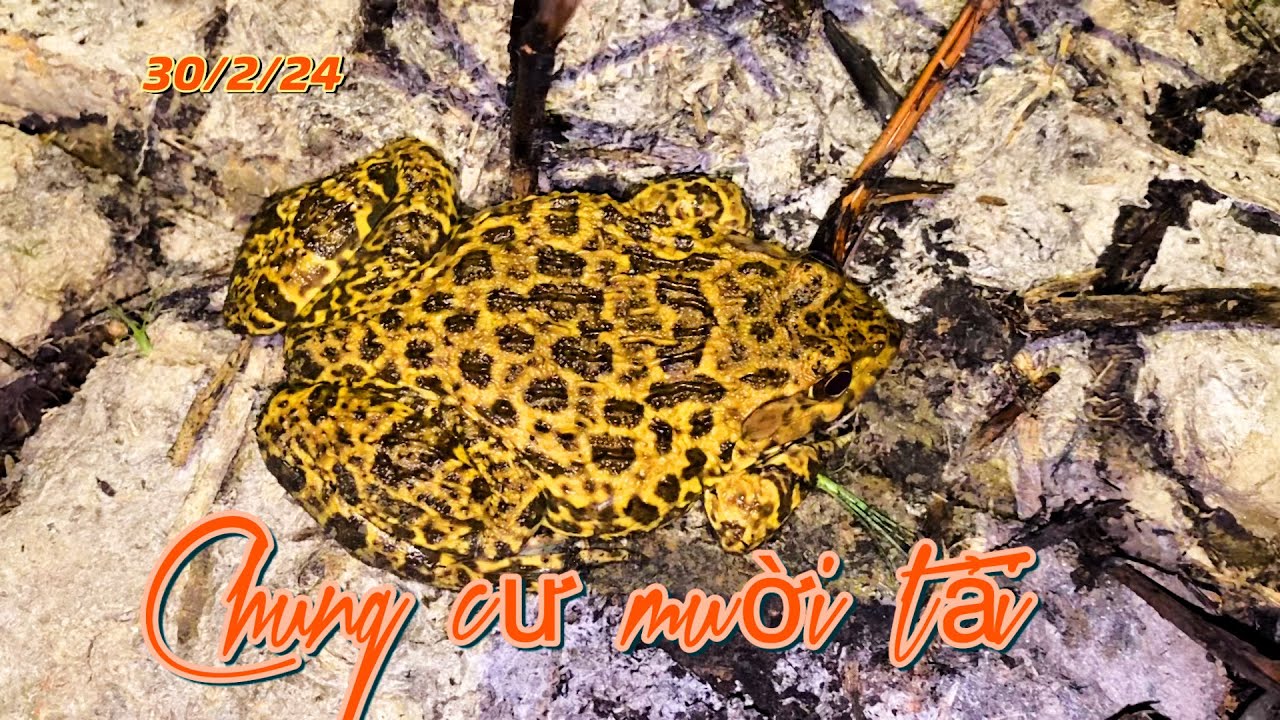 Soi ếch đồng - chọn ruộng mới lên nước vậy mà trúng ếch vuông ruộng bể ...