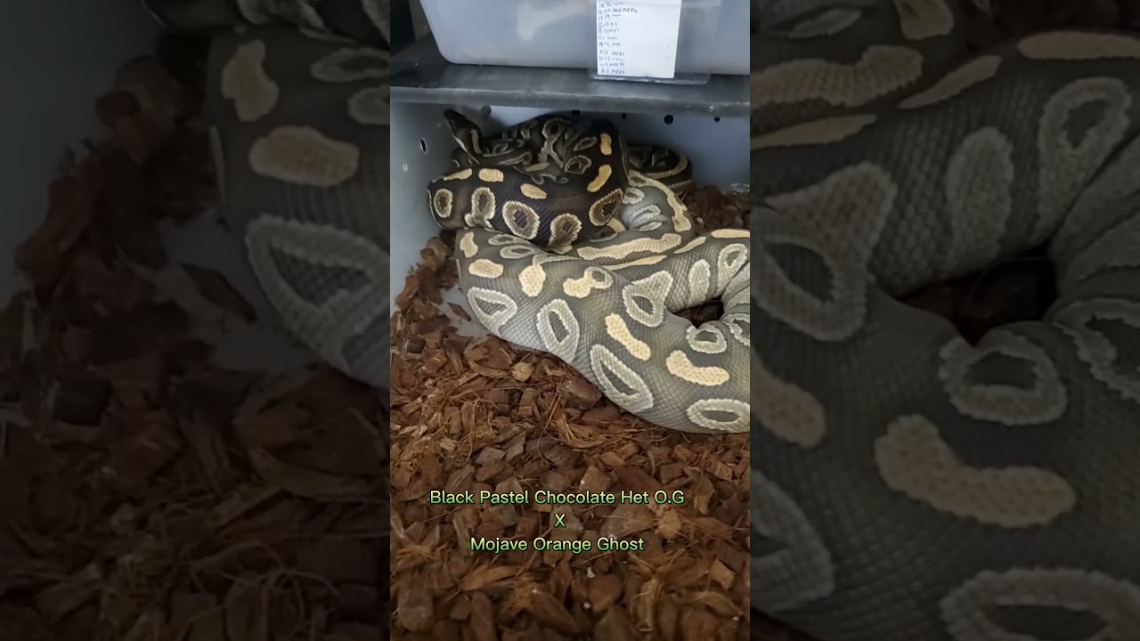 These two will make some nice babies! 