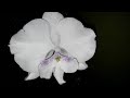 У Орхидеи Стволовая Гниль/Сняла три листа.../Биг Лип - капризный фаленопсис?