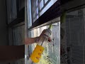 Electric Caulking Gun for Perfect Tile Grouting & Glass Installation | Master Tile Grouting Tool