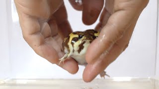 Rain frogs, wake up. Cute assortment 🎁2