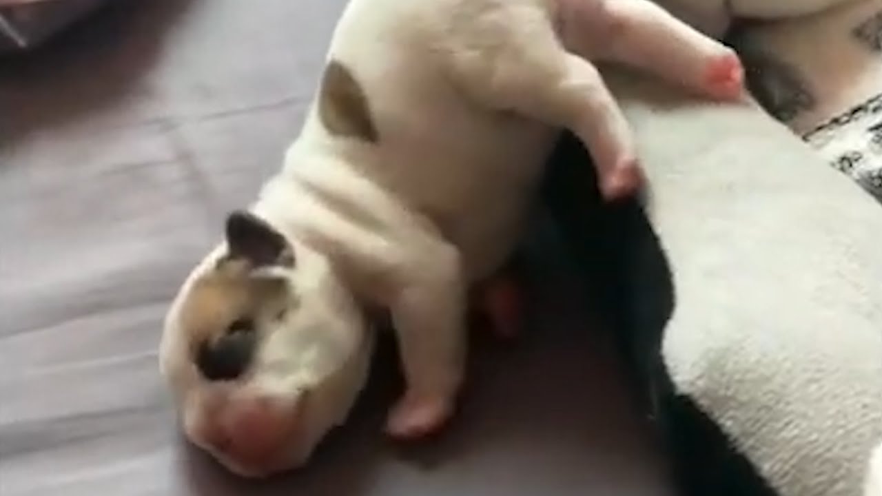 おもしろ犬 可愛いワンちゃんたちのおもしろ動画 動物がかわいいyoutube動画はここだ