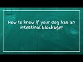 How to know if your dog has an intestinal blockage?