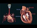 Inside the Heart: A Fascinating Look at Cardiovascular Anatomy. 💓🫀