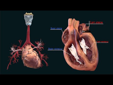 Видео: Кой изпраща деоксигенирана кръв към белите дробове?
