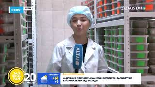 «1 Гектардан 70 Ц Өнім Аламыз»: Шығыс Қазақстандық Ғалымдар Бидайдың Жаңа Сұрпын Шығарды