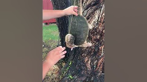 Part 2 of cleaning Snapping turtle