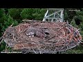 Osprey nest, Lipka, Poland  2019-07-05 What a tragedy!