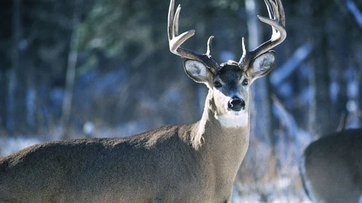 MN DNR offering harvest opportunities to fight CWD