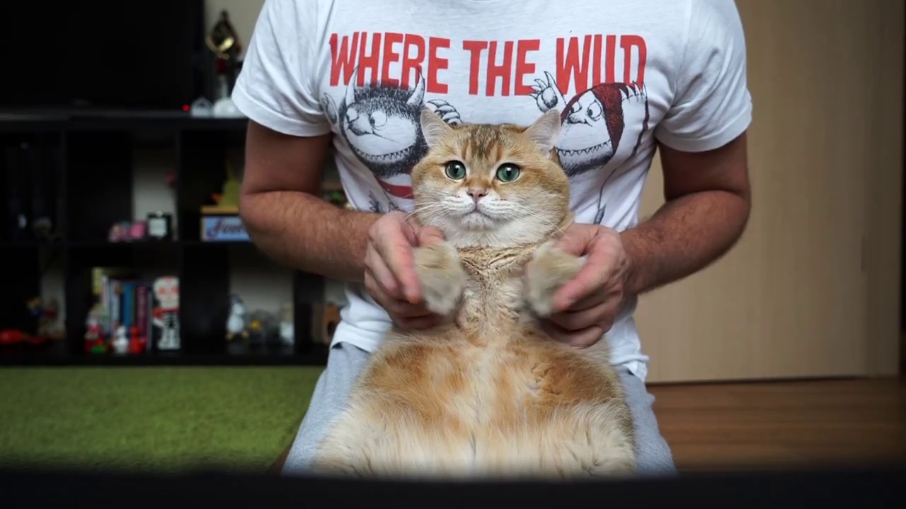 funny cats sleeping in weird positions compilation 2014 funnyplox DJ H.O.S.