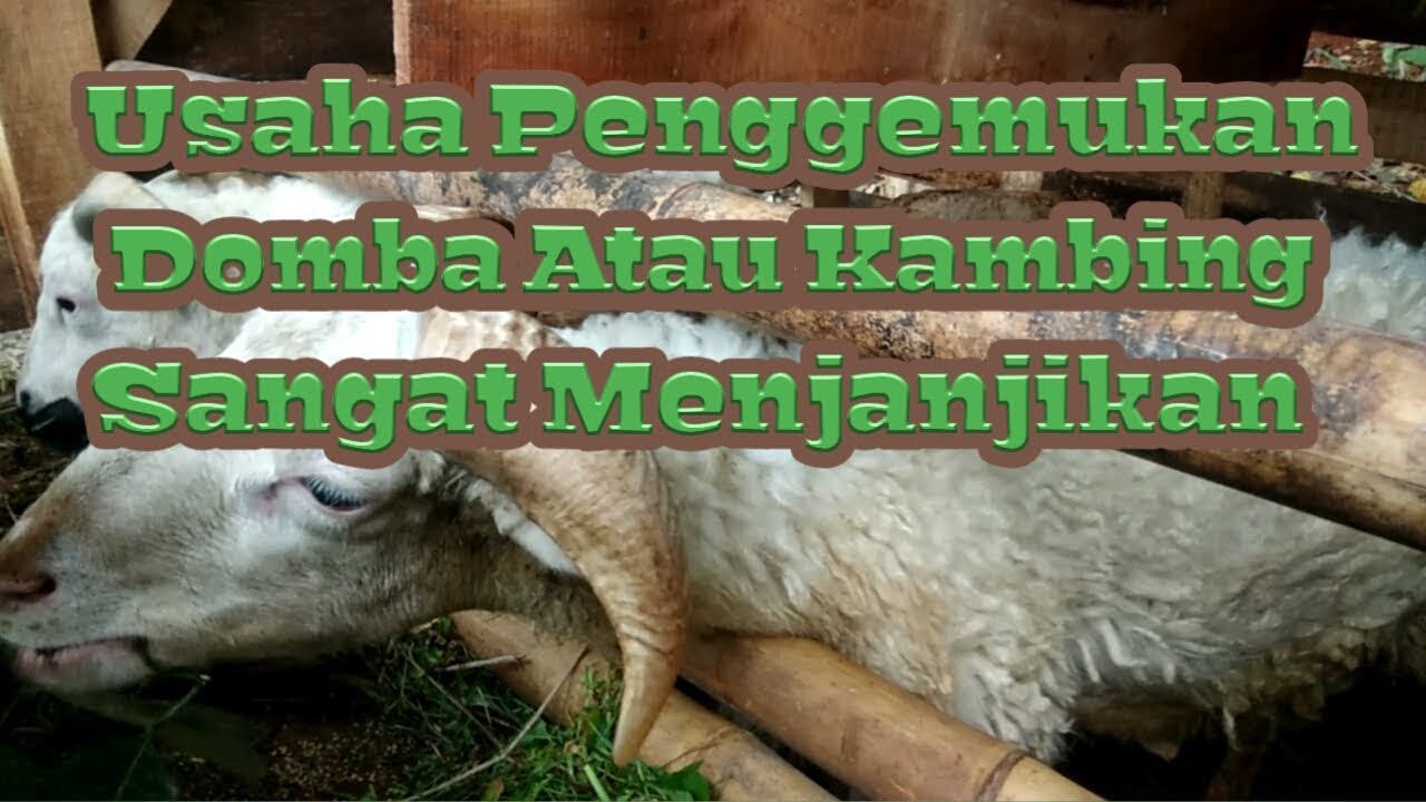 Usaha Penggemukan Domba Atau Kambing Jarang Merugi 