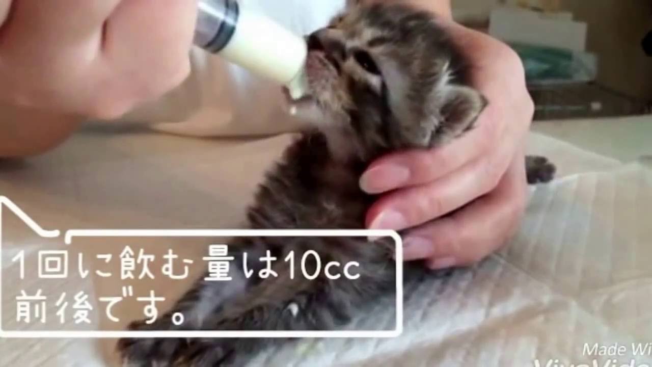 たばかり の 子猫 生まれ