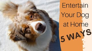 5 Ways to Entertain Your Dog at HOME by LifeWithAussies 21,529 views 4 years ago 5 minutes, 12 seconds