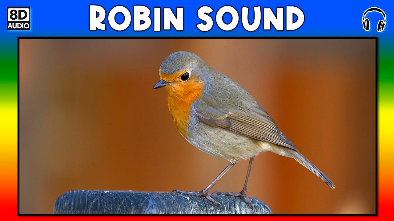 🐦 ROBIN SOUND ROBIN SOUND EFFECT SOUND OF ROBIN NOISE OF ROBIN