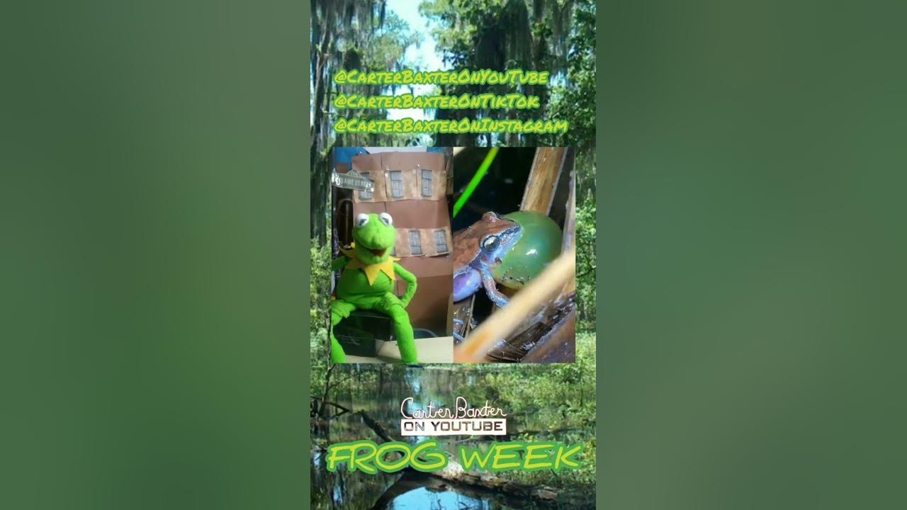 Frog Week | S1 • E3 #shorts #muppets #kermitthefrog #FrogWeek - YouTube