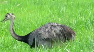 Rhea americana (Greater Rhea / Ema) Gosta de natureza?
Inscreva-se no canal para acompanhá-lo.
Vídeo feito em Lambari d`Oeste MT
A ema é uma ave struthioniforme da família Rheidae. Comum, de forma localizada, em campos naturais, cerrados e áreas agropecuárias. Existe três subespécie: Rhea americana araneipes, com o alto da cabeça preto. Sul do centro-oeste em MS. Rhea americana americana, com o alto da cabeça marrom escuro. Nordeste até sudeste e centro do Brasil no MA, TO, GO até MT, SP e PR. Rhea americana intermedia, com o alto da cabeça avermelhado. Sul do Brasil no RS. (fonte: Wikiaves.com.br)
