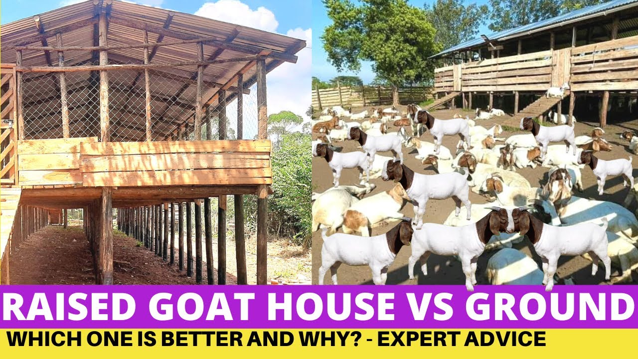Goat Farming Raised Goat House VS Ground House YouTube