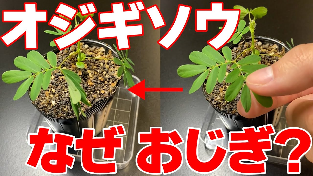 オジギソウ なぜおじぎをするの？ - YouTube