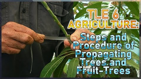 TLE 6 Ag - Steps and Procedure of Propagating Trees and Fruit-Trees