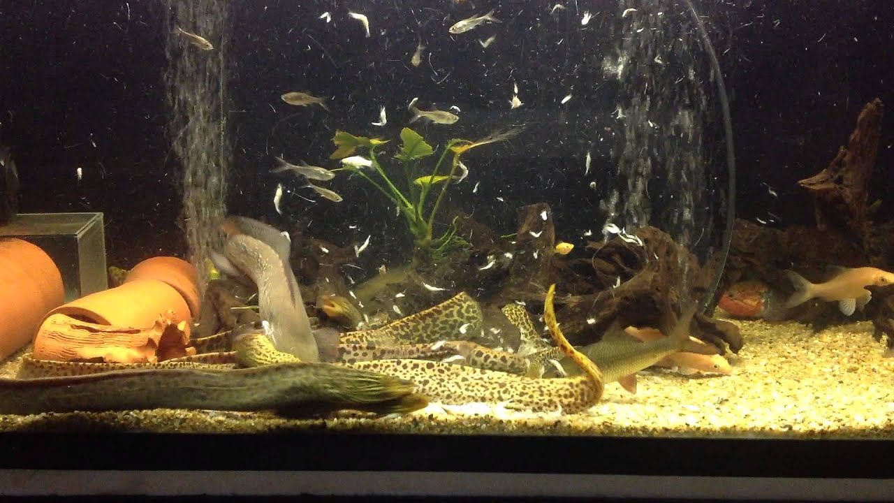 Gymnothorax polyurandon feeding time