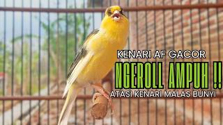 Pancingan Kenari Gacor Ngerol EMOSI DURASI Panjang AMPUH Atasi Kenari Macet Langsung Bunyi & Gacor!