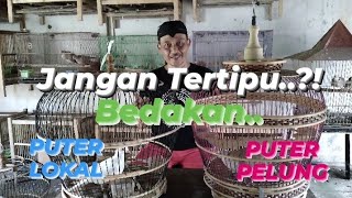 Cara Membedakan Puter Pelung dan Puter Lokal Dengan Mudah. @KAMBOJA Bird Farm Banjarnegara