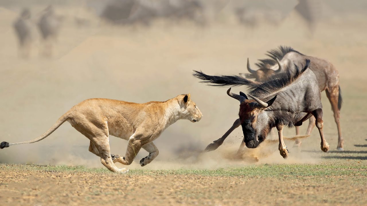 Lion Attack Baby Wildebeest - YouTube
