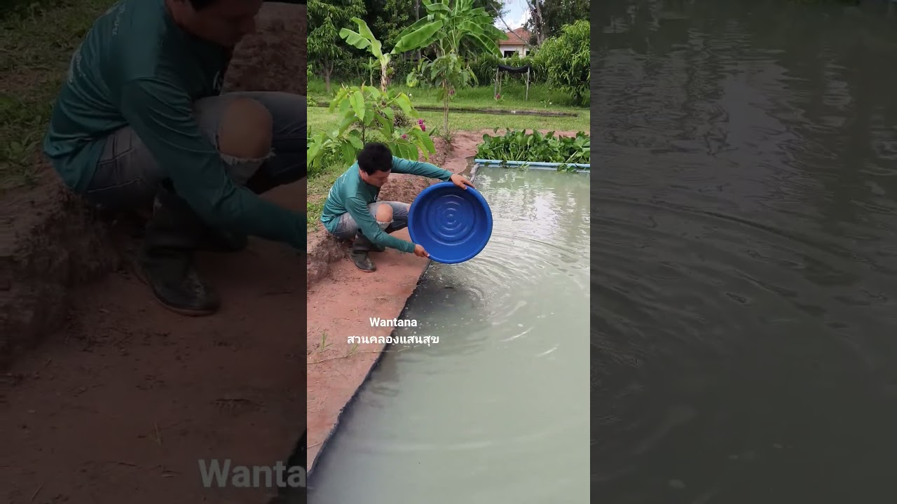 เลี้ยงปลาดุกบิ๊กอุยในคลองไส้ไก่ #ปลาดุก #คลองไส้ไก่ #เกษตรผสมผสาน #canal #nature #automobile #garden