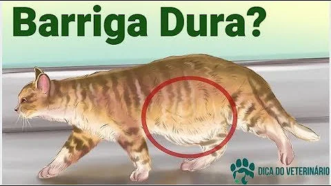 Como saber se meu gato está com a barriga inchada?