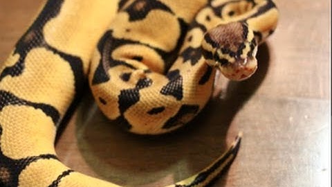 Showing off my Lemon Pastel Ball Python