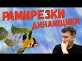 Рамирезки динамщики / Апистограмма Рамирези / Apistogramma ramirezi