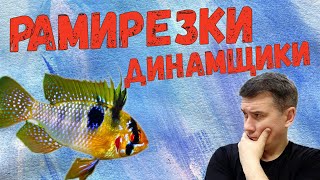 Рамирезки Динамщики / Апистограмма Рамирези / Apistogramma Ramirezi