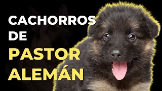 CACHORROS DE PASTOR ALEMÁN: 5 COSAS QUE DEBES SABER