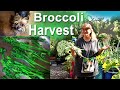 Growing Broccoli from Seed in Container Gardening Totes & NOW Harvest for Many Months/Years To Cook