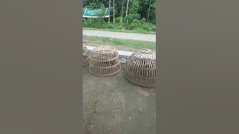 qaib thaib and qaib phab mab farming in indonesia, qaib dib zoo nraug from indonesia #shorts