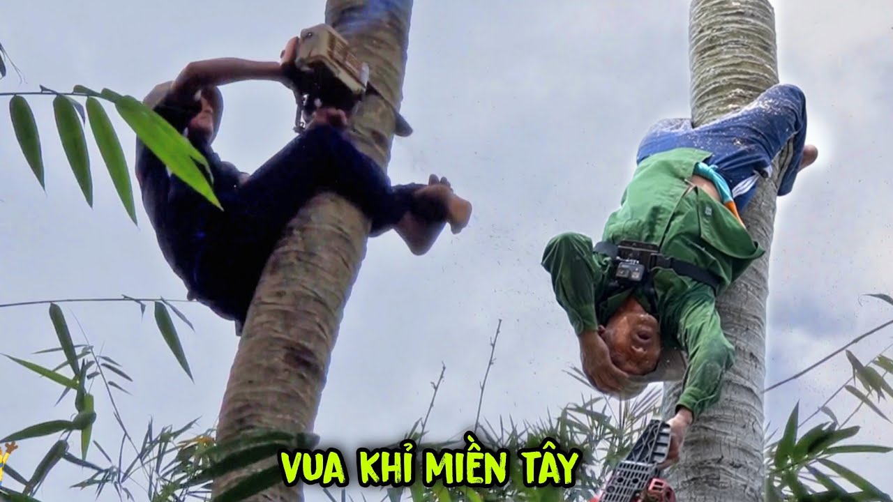 Amazing! Master of chainsaw cut down many coconut trees in difficult ...