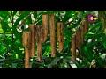 Bamboo Wind chimes | Natural Sound| Relaxing
