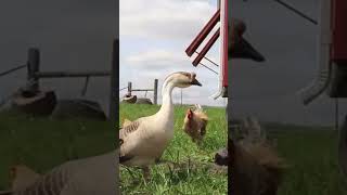 Have A Mean Rooster? Get A Gander To Put Him In His Place. #shorts #rooster #geese