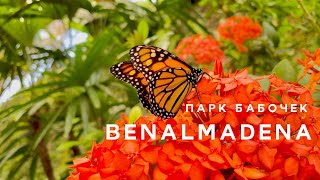 🇪🇸Испания. Бенальмадена. Парк бабочек. #benalmádena #MariposariodeBenalmádena #butterflypark