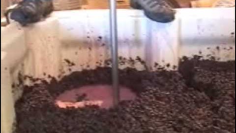 Wine Making 101- Punching Down Grape Cap