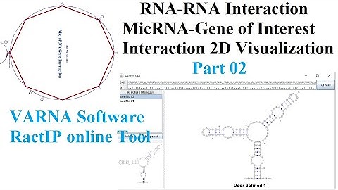 RNA RNA Interaction | How #MicroRNA regulate the Gene of Interest in #RactIP Part 02