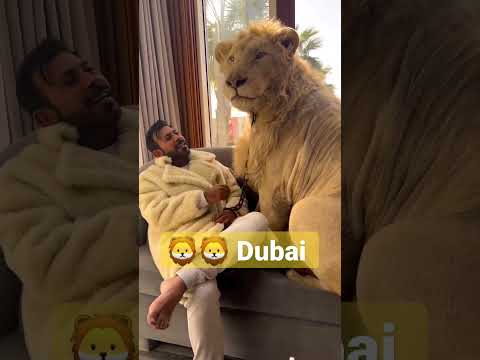 Simba Lion 🦁 with Prince humaid Dubai 🦁 #lion #Dubai #didin_clash