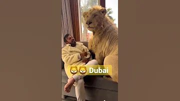 Simba Lion With Prince Humaid Dubai Lion Dubai Didin Clash 