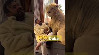 Simba Lion  with Prince humaid Dubai  #lion #Dubai #didin_clash