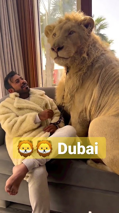 Simba Lion 🦁 with Prince humaid Dubai 🦁 #lion #Dubai #didin_clash