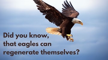 8 interesting facts about eagles